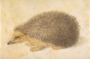 Un erizo Erinaceus roumanicus