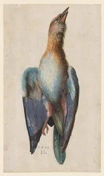 Carraca Azul Muerta, 1583