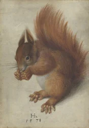 Ardilla Roja