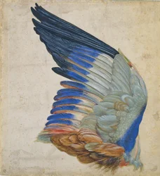 Ala de carraca europea, copia de un original de Albrecht Dürer de 1512