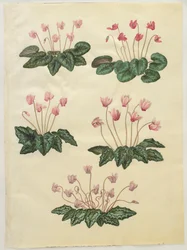 Cyclamen purprascens del álbum Gottorfer Codex, c.1650