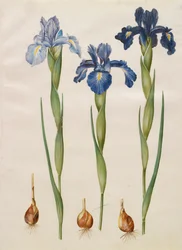 Iris xiphiodes del álbum Gottorfer Codex, c.1650