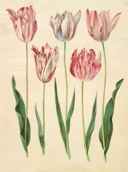 Tulipa gesneriana del álbum Gottorfer Codex, c.1650