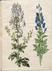 Aconitum variegatum (aconito variado); Aconitum napellus (aconito común)