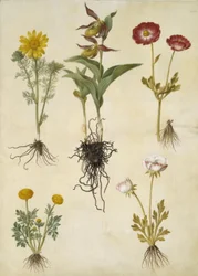 Adonis vernalis; Cypripedium calceolus; Ranunculus asiaticus; Ranunculus