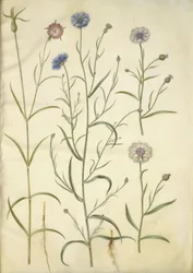 Agrostemma githago (neguilla); Centaurea cyanus (aciano)