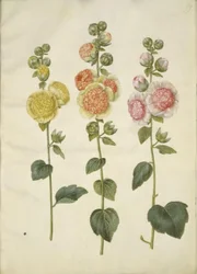 Alcea rosea (malvarrosa)