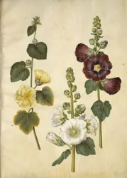 Alcea rosea (malvarrosa)