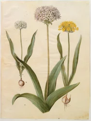 Allium moly (ajo dorado); Allium nigrum (ajo negro)