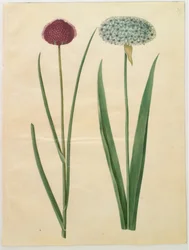 Allium sphaerocephalon (ajo ornamental mediterráneo); Allium nigrum (ajo negro)