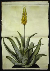Aloe vera (aloe medicinal)