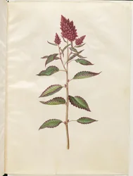 Amaranthus cruentus (amaranto rojo)