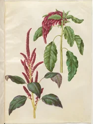 Amaranthus cruentus (amaranto rojo); Amaranthus caudatus (amaranto de cola de zorro)