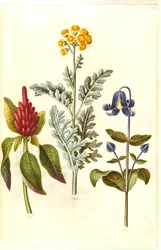 Amaranthus cruentus (amaranto rojo); Jacobaea maritima (hoja gris); Clematis integrifolia (clemátide azul)