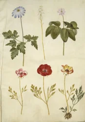 Anemone apennina (anémona de los Apeninos); Tiarella cordifolia (flor de espuma común); Anemone trifolia (anémona trifolia); Ranunculus asiaticus (ranúnculo asiático)