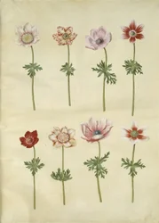 Anemone coronaria (anémona francesa)