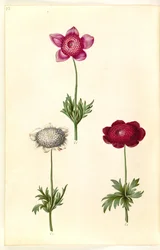 Anémona coronaria (anémona francesa)