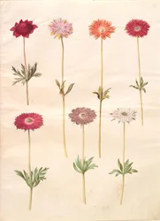 Anemone coronaria (anémona francesa); Anemone ×fulgens (anémona brillante)