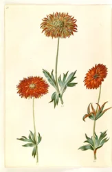 Anémona ×fulgens (anémona brillante)