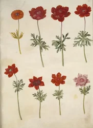 Anémona ×fulgens (anémona brillante); Anémona coronaria (anémona francesa)