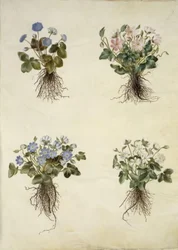 Anémona hepatica (anémona azul)
