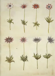 Anemone pavonina (anémona pavo)