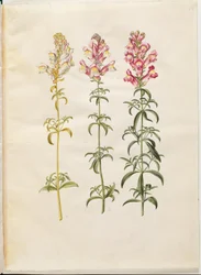 Antirrhinum majus (boca de dragón)