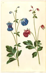 Aquilegia vulgaris (aguileña común)