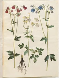 Aquilegia vulgaris (aguileña común)