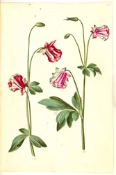Aquilegia vulgaris (aguileña común)