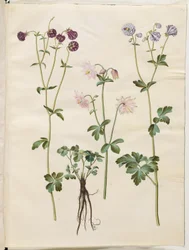 Aquilegia vulgaris (aguileña común)