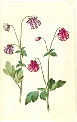Aquilegia vulgaris (aguileña común)