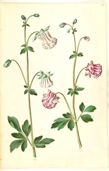 Aquilegia vulgaris (aguileña común)
