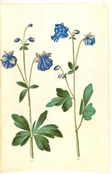 Aquilegia vulgaris (aguileña común)