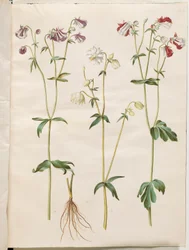 Aquilegia vulgaris (aguileña común)