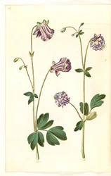 Aquilegia vulgaris (aguileña común)