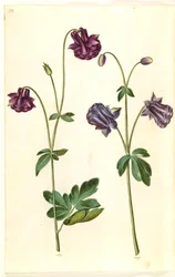 Aquilegia vulgaris (aguileña común)