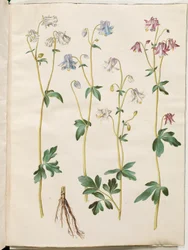 Aquilegia vulgaris (aguileña común)