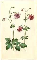 Aquilegia vulgaris (aguileña común)