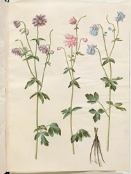 Aquilegia vulgaris (akeleje común)