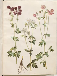 Aquilegia vulgaris (aguileña común)