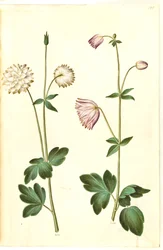 Aquilegia vulgaris (aguileña común)