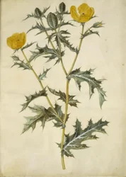 Argemone mexicana (amapola mexicana)