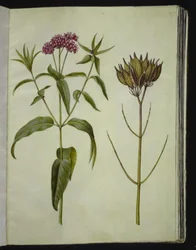 Asclepias incarnata (planta de seda rosa)