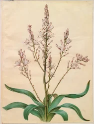 Asphodelus ramosus (asfódelo ramificado)