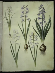 Brimeura amethystina (jacinto pirenaico); Hyacinthus orientalis (jacinto común)