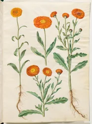 Calendula officinalis (caléndula)