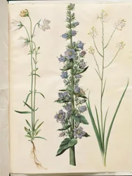 Campanula persicifolia (campanilla de hoja estrecha); Campanula pyramidalis (campanilla piramidal); Anthericum ramosum (hierba araña ramificada)