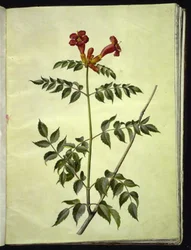 Campsis radicans (trompeta común)
