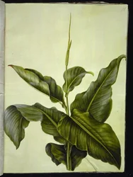 Canna (canna)